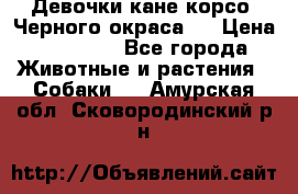 Девочки кане корсо. Черного окраса.  › Цена ­ 65 000 - Все города Животные и растения » Собаки   . Амурская обл.,Сковородинский р-н